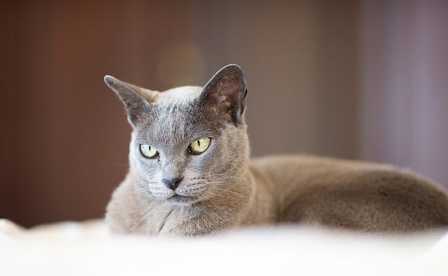My cat has hot ears: Why? Is that bad ?