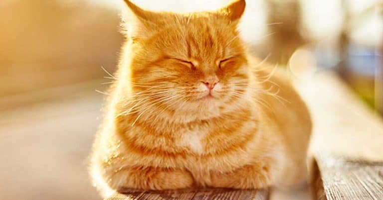 How cats sweat, everything you need to know