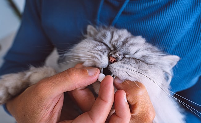 How do I get my cat to swallow a dewormer?