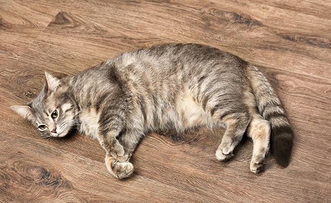 How Do You Know If Your Cat Is Overweight? What Is Bcs?