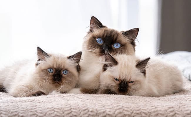 How to become a purebred cat breeder?