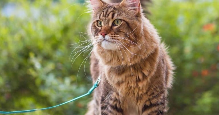 How To Get A Cat Used To A Leash And Harness