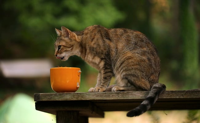 Mineral requirements in the cat's diet