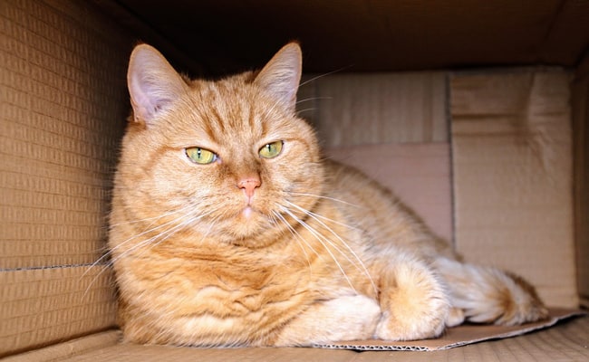 Moving With Your Cat: What Precautions To Take?