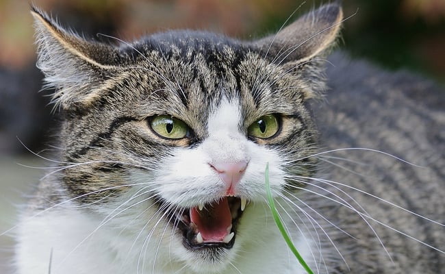My cat is aggressive: what should I do?