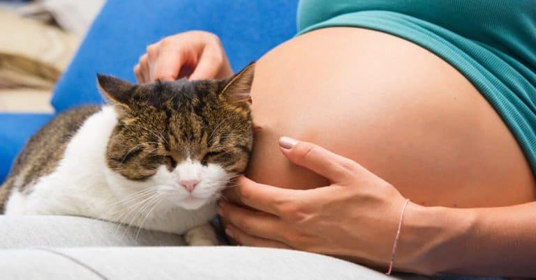 Petting the pregnant cat, can it be done or not?