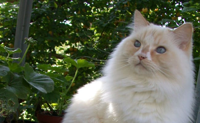 The Ragamuffin, a cat with an imposing size