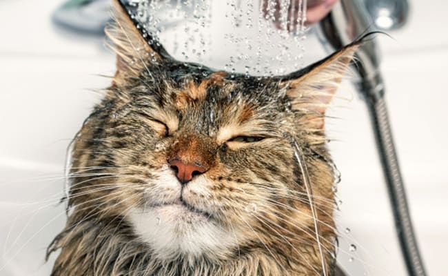 Should You Bathe Your Cat? When And How ?