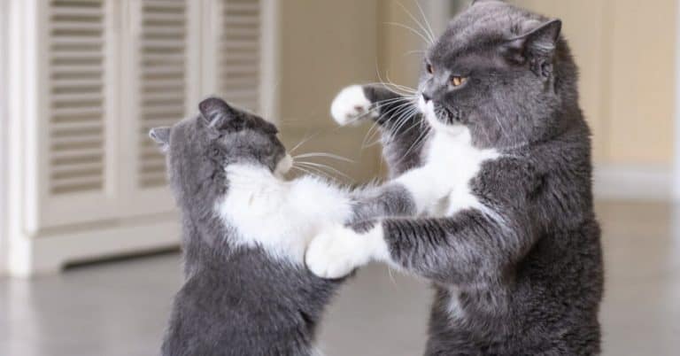 Sibling cats fighting: how to prevent it from happening