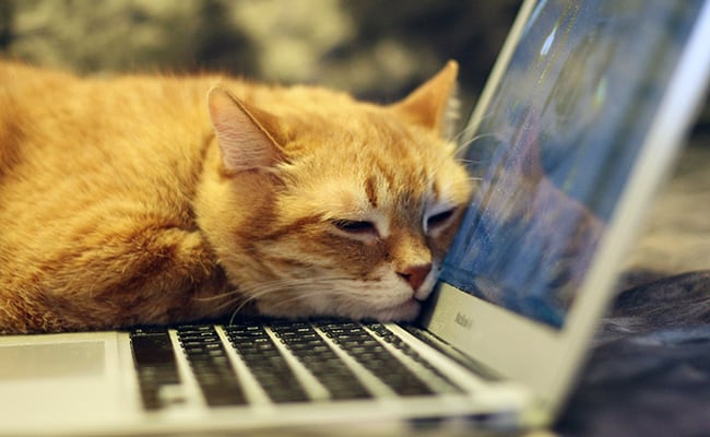 Teleworking With A Cat At Home: How To Organize?