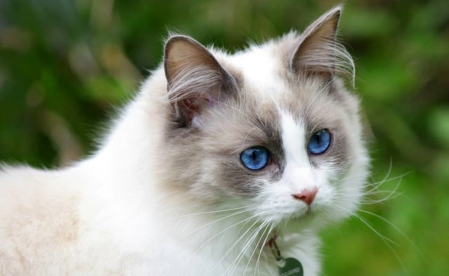 Top 10 most cuddly and affectionate cat breeds