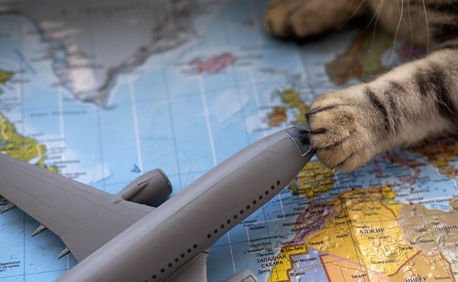 Traveling By Plane With Your Cat: What Organization?