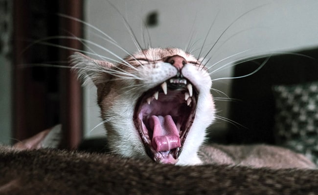 What Are The Main Dental Problems In Cats?