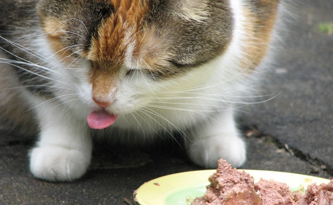 What food for a cat with kidney failure?