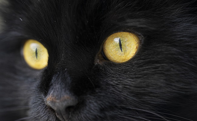 The pupils of the cat: dilated, vertical... all the explanations