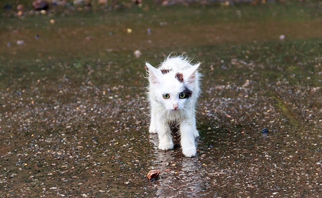 Scalded Cat Fears Cold Water: The Cat And Water, A Long Story
