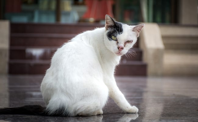 Disabled Cat: What Solutions To Support It?